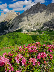 Fototapeta na wymiar Blooming Rhododendron (Hairy Alpenrose, Rhododendron hirsutum) on the Alpine meadow, Italy, Dolomites.