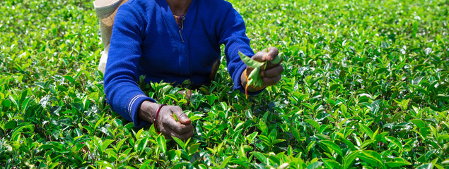 Female tea picker in tea plantation i