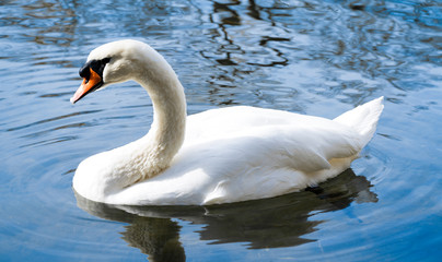 A white swan swims on a lake