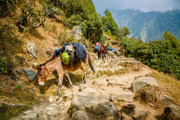 Donkeys carry a load. Mule.  Indian magic Himalayas mountains in Dharamshala Treck to Triud....