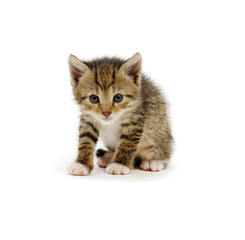 Small brown kitten isolated on white