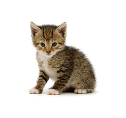 Small brown kitten isolated on white