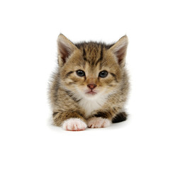 Obraz premium Small brown kitten isolated on white