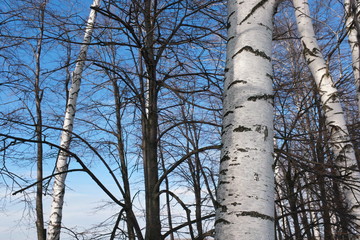  white trunks of birch trees against the blue sky