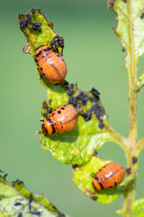 Three Colorado potato beetle larvae - Leptinotarsa decemlineata, eating from the leaf of a potato plant.