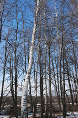Fototapeta premium birch trees 