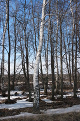  white trunks of birch trees 