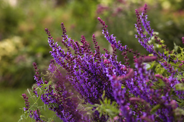 purple flowers in garden