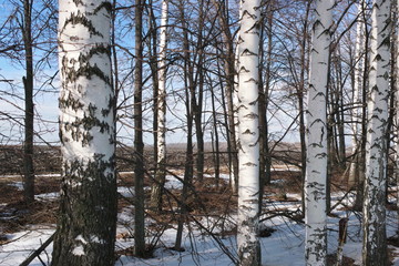  white trunks of birch trees 