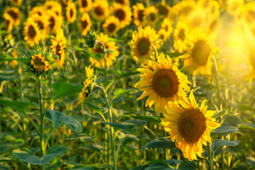 Fototapeta premium Summer sunflower background with copy space. Sunflowers against the sun in the back of the scene.