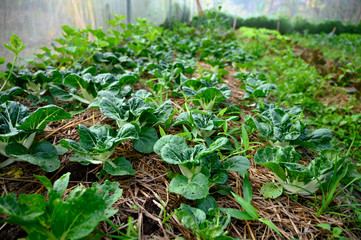 Fresh  Salad vegetables in the plot
