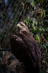 golden eagle close up