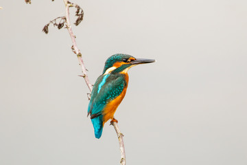 Common Kingfisher Perched on Branch. (Alcedo atthis)