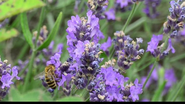 Hummel und Bienen mit Lavendel