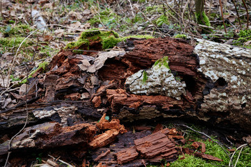 Old rotten trees