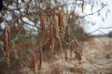 Nuts bloom yellow.
