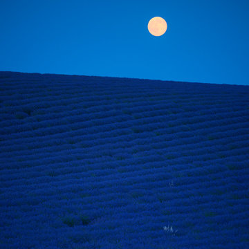 The lady and the purple land