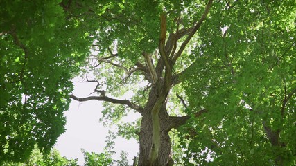 Branched old oak from bottom to top