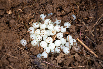 A cluster of white eggs of a Garden Snail - Helix aspersa, in the soil.