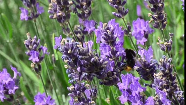 Hummel und Bienen mit Lavendel