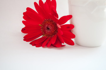 greeting card with a red flower and a white cup on a white background