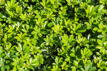 Green texture of Schefflera arboricola bush branches with leaves we see in the photo