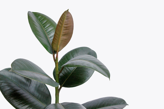 Ficus elastica plant(rubber tree) with white background