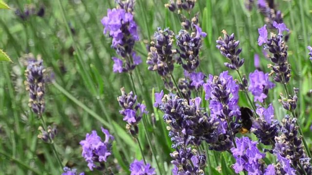 Lavendel mit Hummel und Bienen