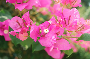 Pink bougainvillea flowers