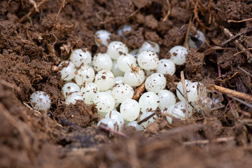 A cluster of white eggs of a Garden Snail - Helix aspersa, in the soil.