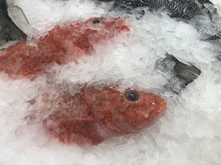 Chilled red snapper fish at the market counter