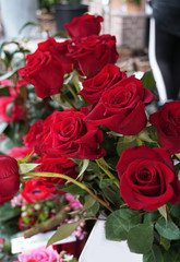 Blüten der roten Rose - langstielige Schnittblume der Sorte Freedom