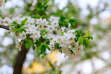 Tree blooming with white flowers in spring day.