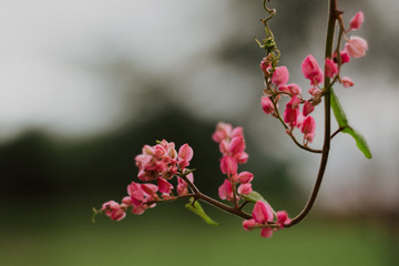 branch with pink flowers