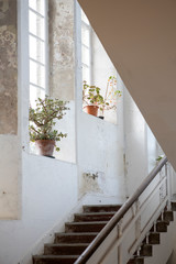 Pot plants in the staircase windows of the old part of the Krowji building in Redruth, Cornwall