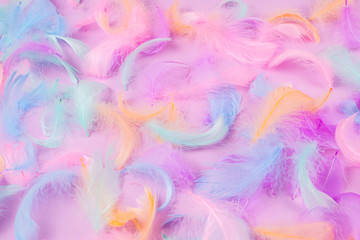 Colorful feather background