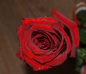 red rose on black background