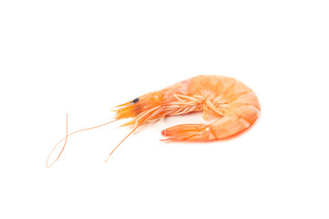 Delicious shrimp isolated on white background. Seafood