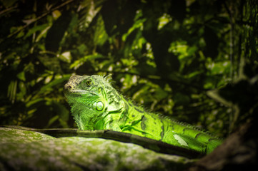 Green iguana on the branch