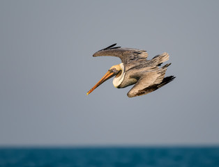 Brown Pelican Diving in Ocean for Fish
