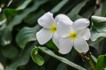 White frangipani plumeria tropical exotic flower