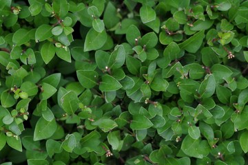 Seamless Texture - Leaves 002