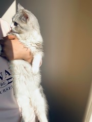 cat and cat