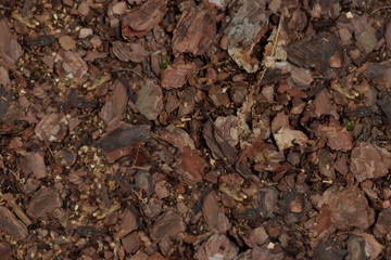 Seamless Texture - Wood Mulch 001