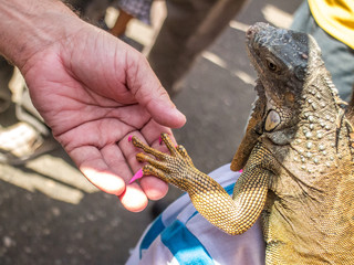 A iguana with a pink nails polish holding a mans hand