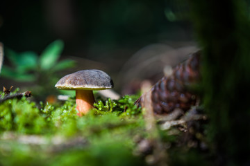 Einzelner Pilz