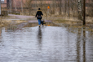 Flood. Girl with a dog go through the water. Finland, February 2020
