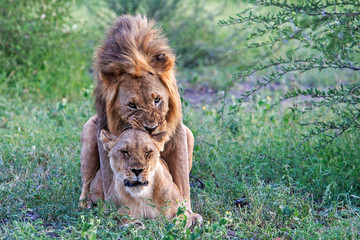 Lions mating