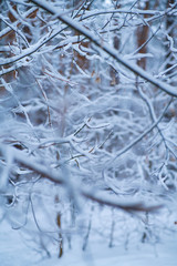Branch covered in ice cold white frost in the winter. first frosts, cold weather, frozen water, frost and hoarfrost. Winter forest in the sun swept by snow