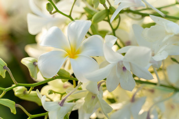 Fototapeta na wymiar Selection beautiful orchid and plumeri on blur background. Selective focus